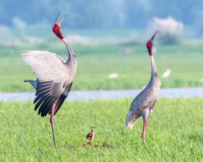 Sếu đầu đỏ bố mẹ cùng nuôi dưỡng con non. Ảnh: Mukund Kumar