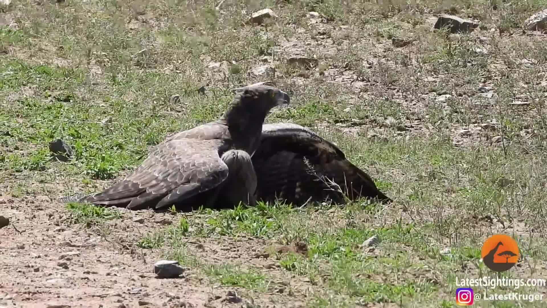 Đại bàng Martial săn mồi trong công viên Kruger